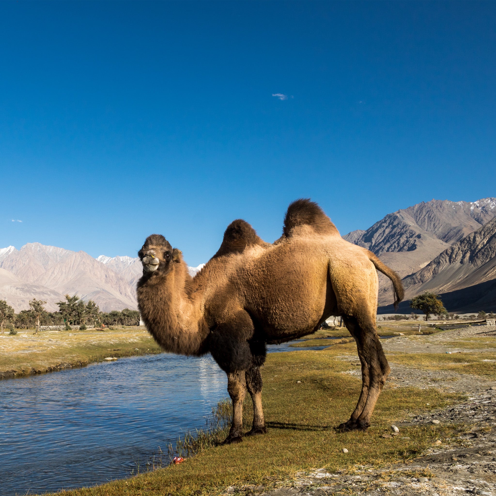 Himalayan Bactrian Camel Wool Scarf Muffler - Rare, One of a Kind – Kuttons